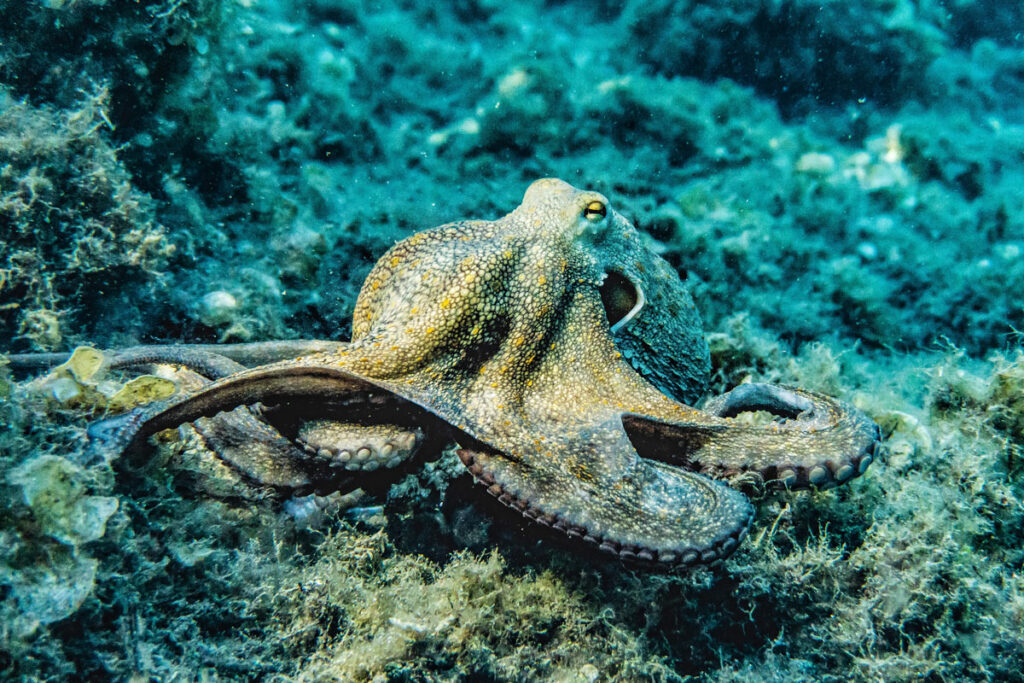 What Similarities Do Ancient Egyptians And Octopuses Share?