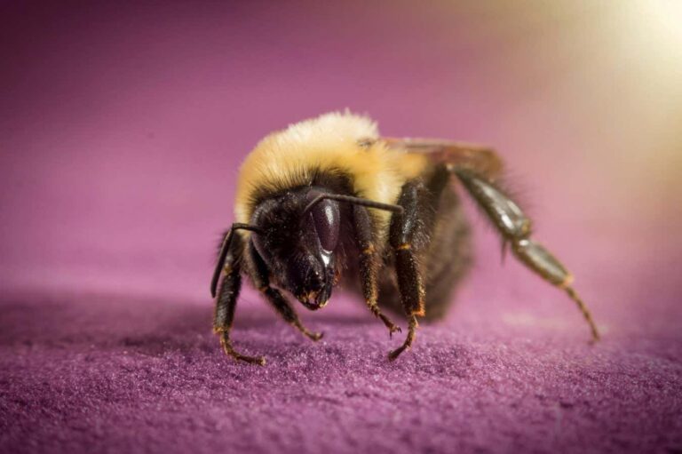 A bumblebee can survive underwater for a week while sleeping. A Bumblebee Can Survive Underwater For A Week While Sleeping.