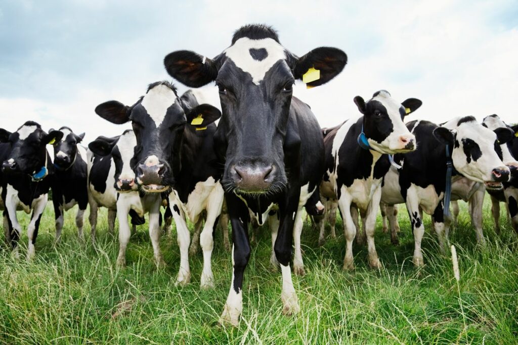 Bird Flu Infecting Cows And Their Milk Are Humans