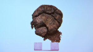 Bread Dating Back 8,600 Years Uncovered In Turkey