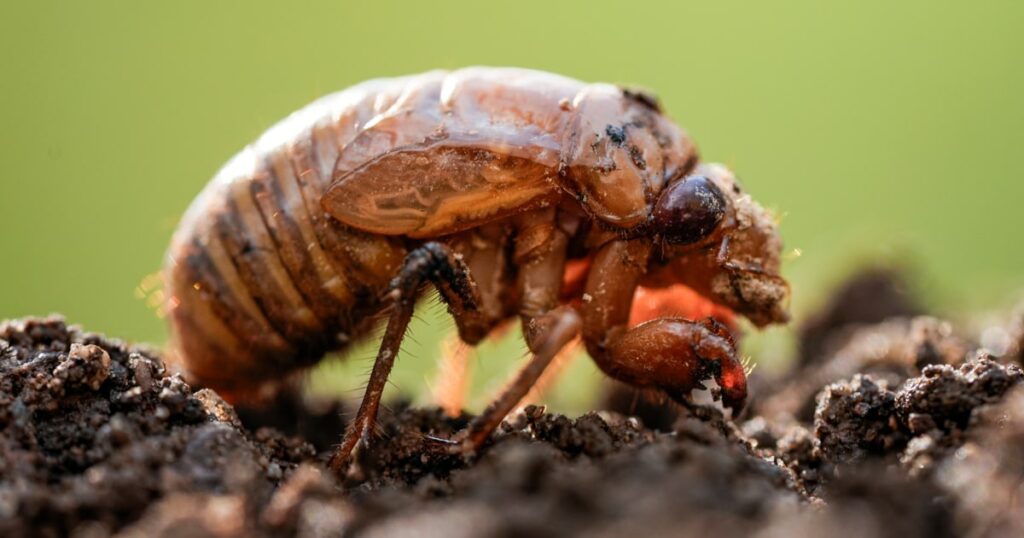 Climate change could impact cicada cycles, scientists warn Climate Change Could Impact Cicada Cycles, Scientists Warn
