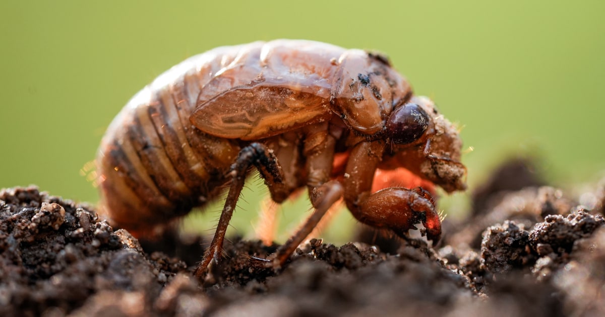 Climate Change Could Impact Cicada Cycles, Scientists Warn