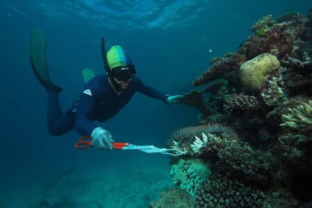 Eliminating Predatory Starfish To Safeguard Great Barrier Reef Coral