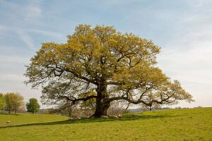 English Oaks Are Resilient To Warming Temperatures, Whereas Other Trees