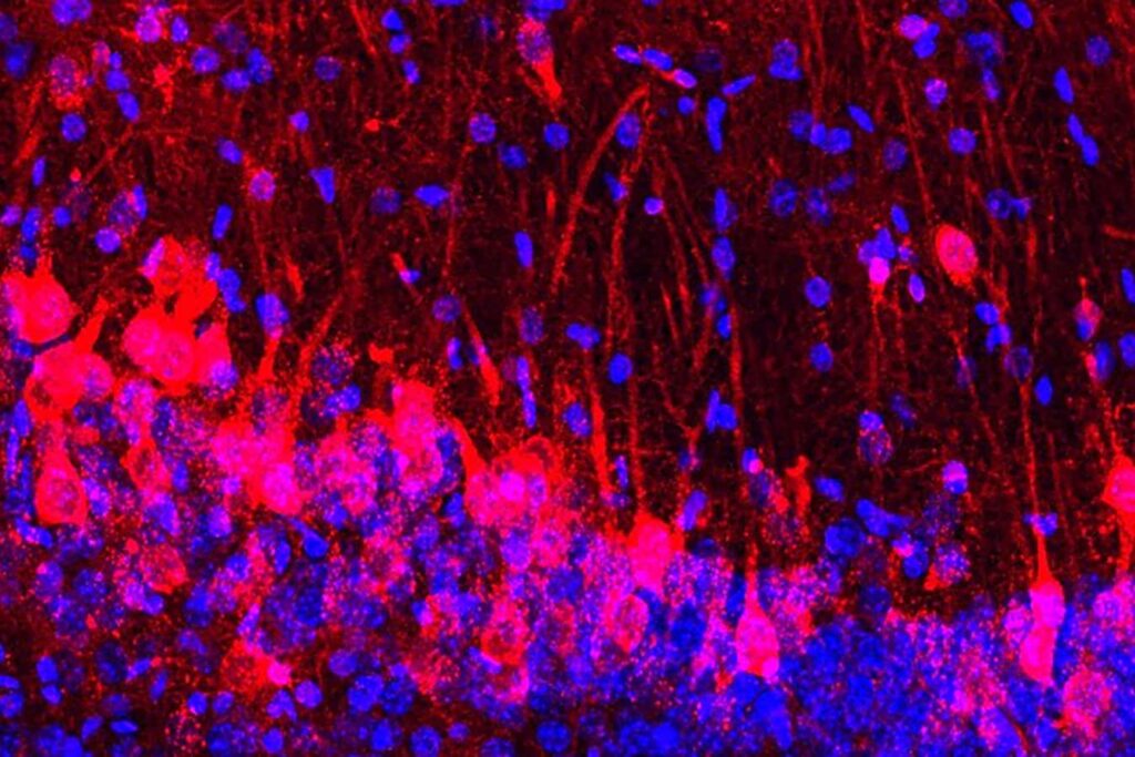 Injecting Neurons Into Rats Gives Mice The Ability To Smell