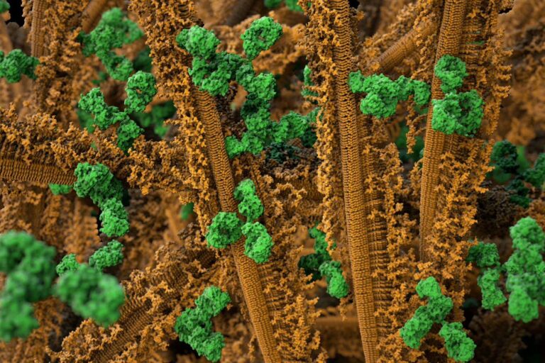 Injection Of Antibodies Can Help Slow Down The Advancement Of