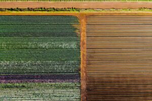 Making Plants Blue Through Gene Editing Could Simplify Weed Removal