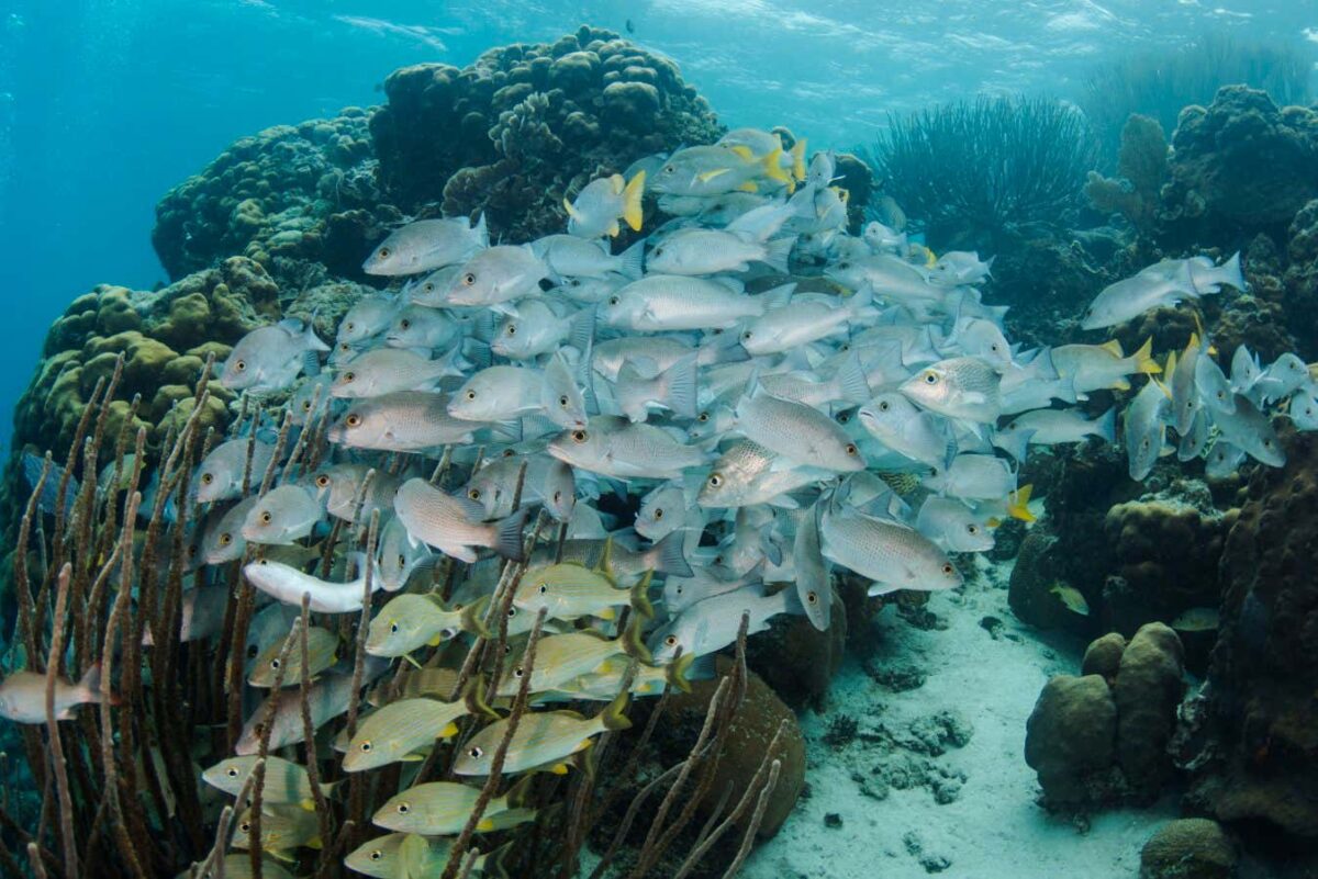 Marine reserves do not aid in the recovery of fish populations - Mondo News