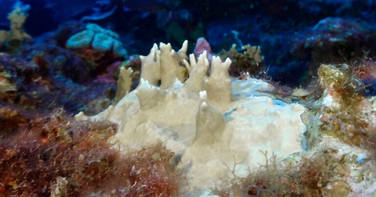 NOAA Declares Fourth Mass Bleaching Event Imminent for World’s Coral Reefs Noaa Declares Fourth Mass Bleaching Event Imminent For World's Coral