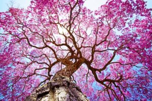 New Genetic Research On Flowering Plants Changes The Tree Of