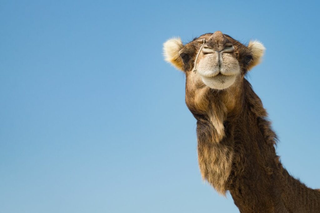 Paris Is Buzzing With Excitement As A Quirky Camel Parade