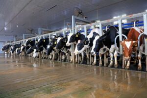 Person Confirmed To Have Avian Influenza After Contact With Infected