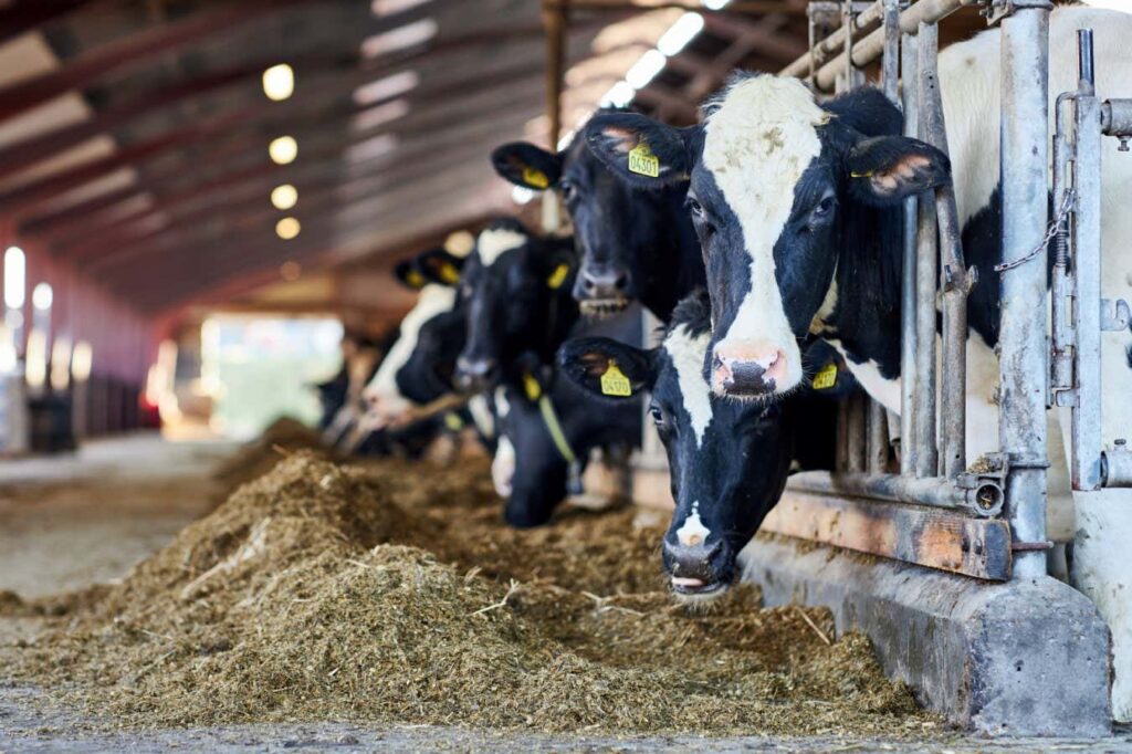 Preparation In The United States For A Possible Avian Influenza