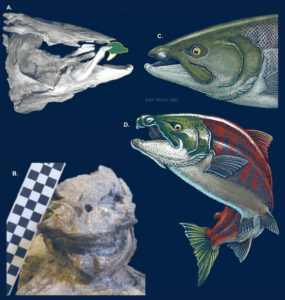 Recent Study Uncovers Prehistoric Salmon With Fang Like Teeth Akin To