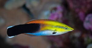 Researchers Make Breakthrough In Understanding Animal Consciousness