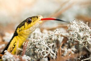 Snakes Display Self Awareness Through Scent Based 'mirror Test'