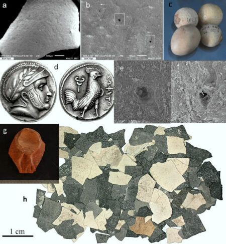 Studies show that chickens were commonly domesticated in southern Central Asia by 400 BC Studies Show That Chickens Were Commonly Domesticated In Southern Central