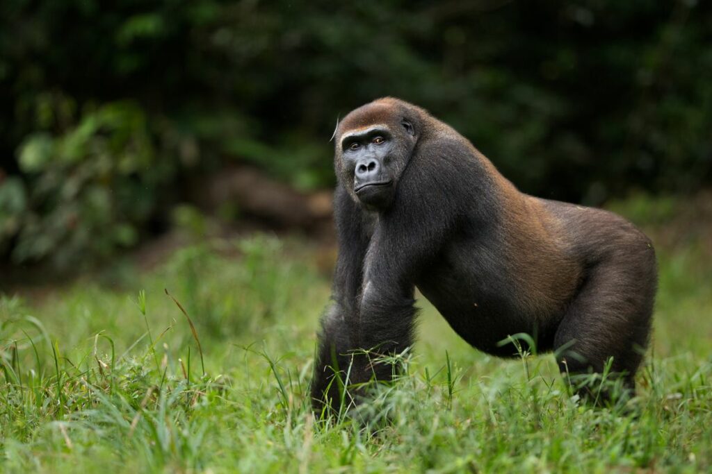 The Mysteries Of Gorilla Gas: What Secret Footage From The