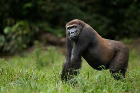 The Mysteries Of Gorilla Gas: What Secret Footage From The