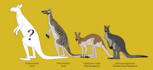 The Discovery Of Three New Fossil Kangaroo Species In Australia