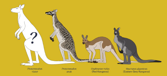 The discovery of three new fossil kangaroo species in Australia and New Guinea The Discovery Of Three New Fossil Kangaroo Species In Australia