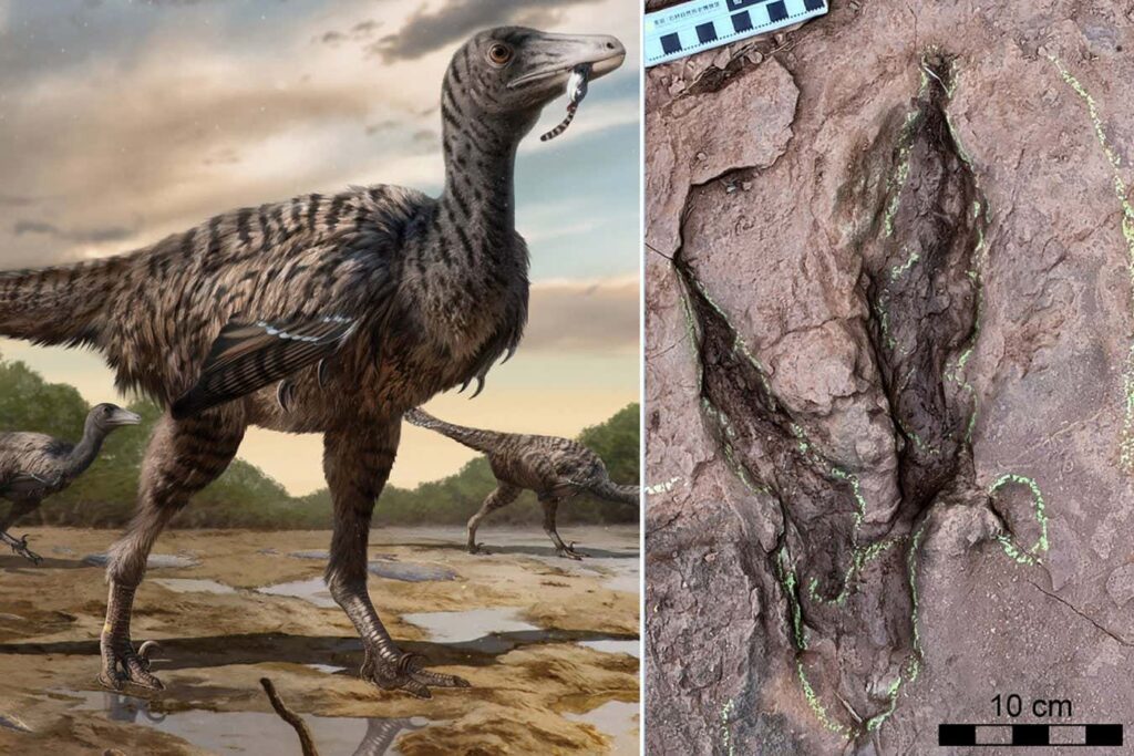 The Largest Raptor Ever Identified By Its Giant Dinosaur Footprints
