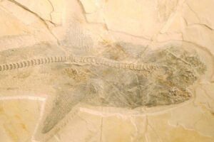 The Mystery Of Cretaceous Shark Hunting Techniques Revealed Through Detailed
