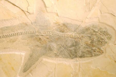 The mystery of Cretaceous shark hunting techniques revealed through detailed fossil analysis The Mystery Of Cretaceous Shark Hunting Techniques Revealed Through Detailed