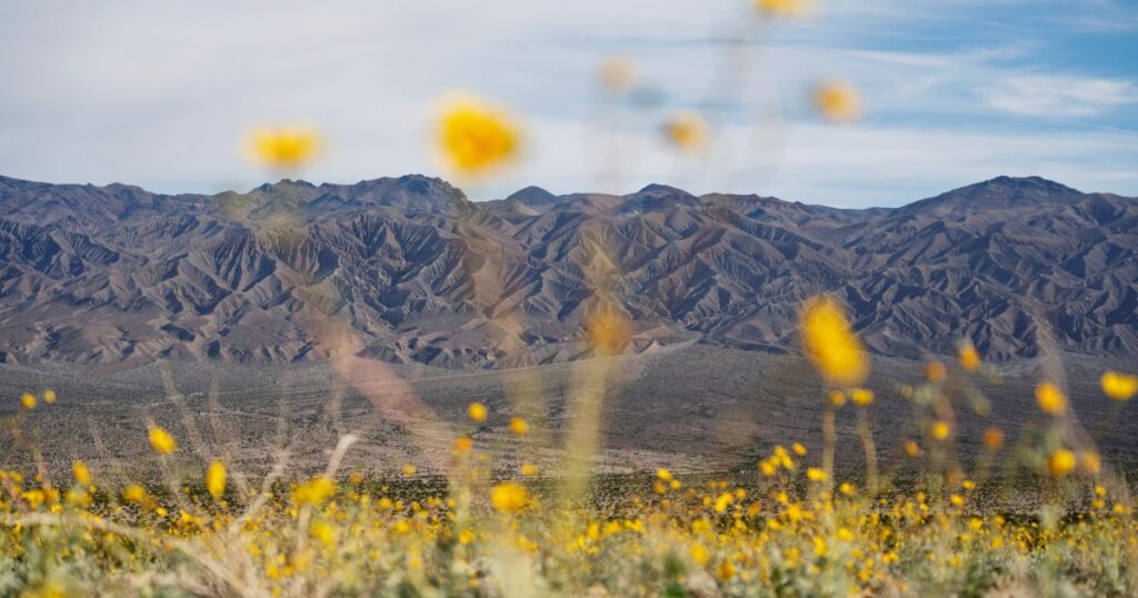 The Wildflowers And Lakes Of Death Valley Showcase A Dramatic