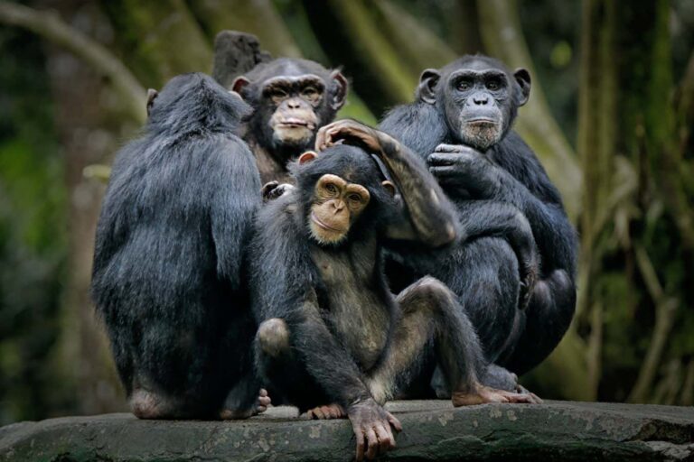 Threat to great apes from mining for electric car batteries Threat To Great Apes From Mining For Electric Car Batteries