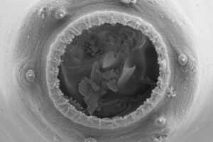 Tiny Nematodes Develop Large Mouths And Exhibit Cannibalistic Behavior
