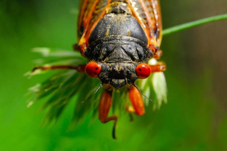 Twin cicada nymphs emerge – a common occurrence Twin Cicada Nymphs Emerge A Common Occurrence