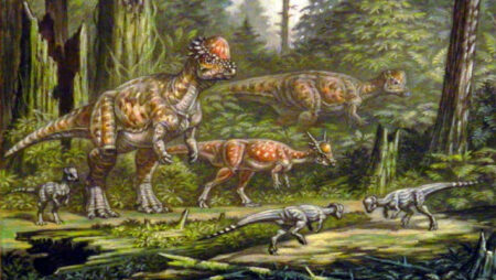Two new species of pachycephalosaurids discovered by paleontologists Two New Species Of Pachycephalosaurids Discovered By Paleontologists
