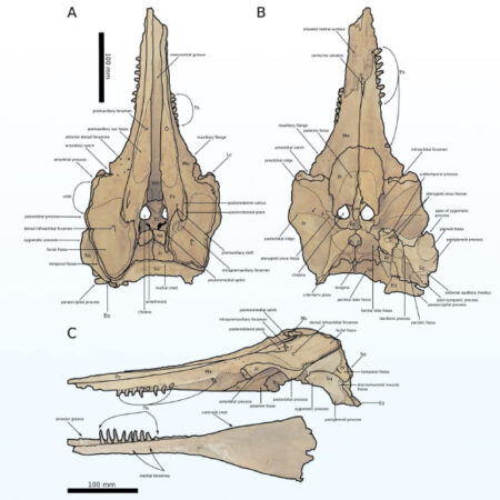 Unique Feeding Methods Of Oligocene Dolphins