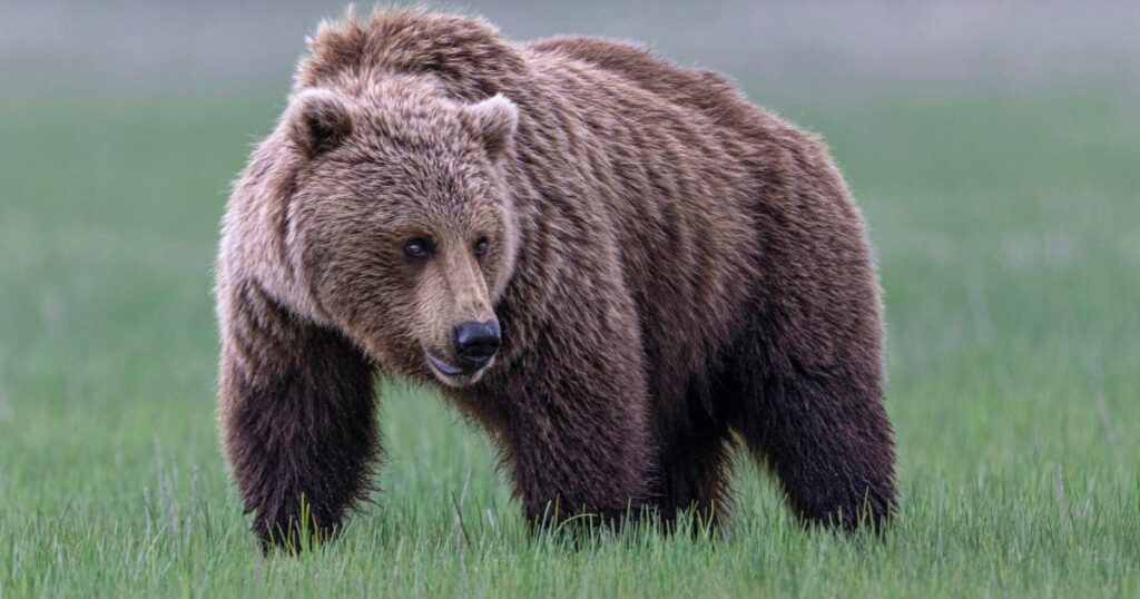 Washington State Set To Reintroduce Grizzly Bears In An Effort