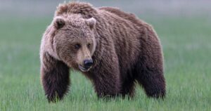 Washington State Set To Reintroduce Grizzly Bears In An Effort