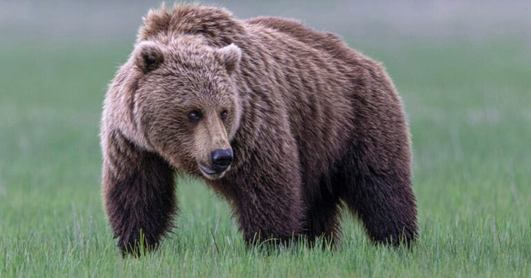 Washington state set to reintroduce grizzly bears in an effort to preserve population Washington State Set To Reintroduce Grizzly Bears In An Effort
