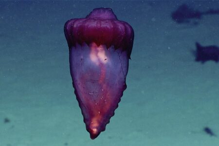 What Makes The "headless Chicken Monster" A Deep Sea Ninja That