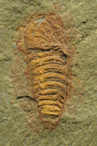 478 Million Year Old Fossil Illuminates The Diversity And Evolution Of Early Euchelidae