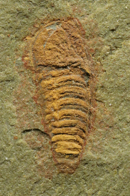 478 Million Year Old Fossil Illuminates The Diversity And Evolution Of Early Euchelidae