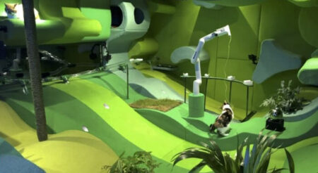 Can You Trust A Robot To Care For Your Cat?