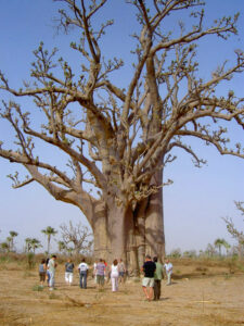 Fresh Research Offers New Understanding Of Baobab's Evolutionary Past