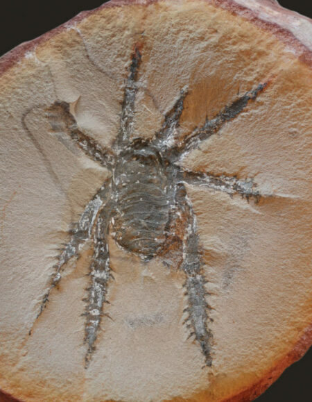 Illinois Unearths Remarkable 308 Million Year Old Fossil Of Spiny Spider