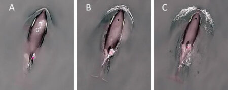 Marine scientists confirm that killer whales only take one breath during a dive Marine Scientists Confirm That Killer Whales Only Take One Breath