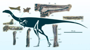 New Species Of Ceratosaurus Unearthed By Paleontologists