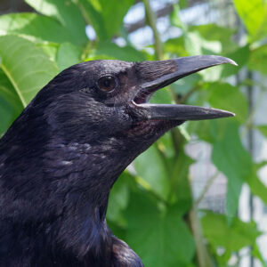 Research Reveals Crows Can Distinguish Up To Four Sounds.