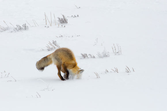 Research shows that foxes are less likely to sustain injuries while diving in the snow due to their elongated nose Research Shows That Foxes Are Less Likely To Sustain Injuries