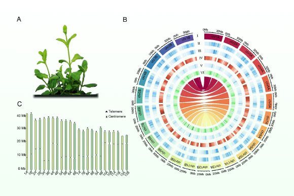 Researchers sequence genome of pineapple mint | Sci.News Researchers Sequence Genome Of Pineapple Mint | Sci.news