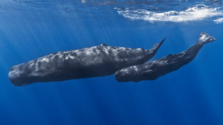 Study Reveals Sperm Whale Communication Is More Intricate Than Previously