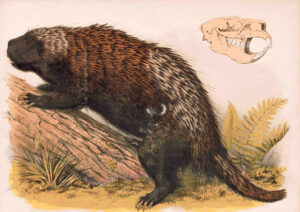 The Long, Prehensile Tail Of The Extinct North American Porcupine